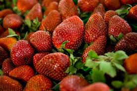 Access tennessee state symbols tree berries food apple tree fruit stuffed mushrooms. Tennessee Department Of Agriculture Reports Impending Cold Snap Freeze Risk May Threaten State S Strawberry Crop Fruit Trees Clarksville Tn Online