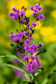 Image result for Vernonia myriantha