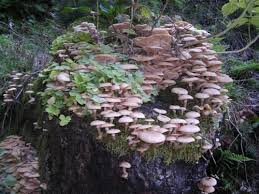 @franz_greg in sardo si chiama #antunna in italiano #cardoncello in latino pleurotus eryngii gillet! Il Cardoncello Rivista Di Agraria Org