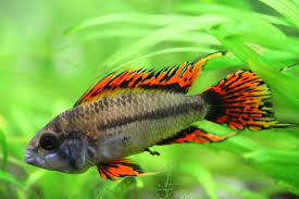 I generally take a generous portion of leaf litter and a few cups of soft, fine sand and place them into a small bucket. Double Full Red Cockatoo Cichlid Apistogramma Cacatuoides Photos