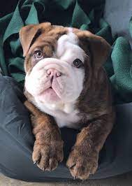 **samurai bulldogs** (ckc registered breeder and kennel) samurai quality english bulldog puppies sometimes available. French And English Bulldog Puppies Available To Approved Homes