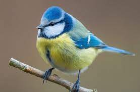 The average price for real estate on meise drive is $170,322. Vogelsterben Im Sudwesten Bakterium Totet Meisen Baden Wurttemberg Stuttgarter Zeitung