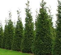 Pyramidal, narrow growth with dense. Thuja X Steeplechase 3 Gallon Tree Coniferous Cypress Cedar Trees Gardener Direct