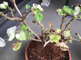 瀕死のゼラニウム セール大好き子育て日記