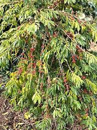 Image result for Coffea salvatrix