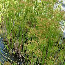 Image result for Cyperus haspan