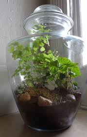 It is planted to look like a miniature garden or an open container is best for succulents and cacti. 20 Best Terrarium Plants For A Beautiful Diy Terrarium