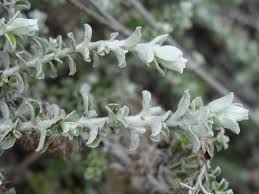 Image result for Sericostachys