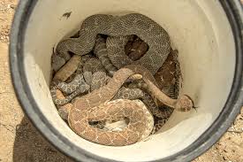 Black And White Snake Northern California Common Snakes In Orange County And How To Identify Them Orange County Register