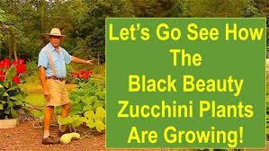 Black beauty zucchini is a prolific vegetable that grows quickly to immense size. Black Beauty Zucchini 18june12 Youtube