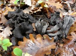 Check spelling or type a new query. Craterellus Cornucopioides Funghi Commestibili Funghi In Italia Fiori In Italia Forum Micologia E Botanica