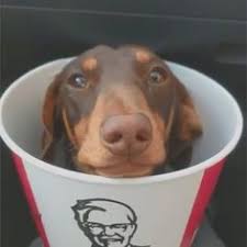 Dachshund puppies for sale akc certified, raised in andrews, north carolina we offer the nicest akc miniature dachshund puppies for sale you will find anywhere. 410 Miniature Dachshund Ideas Dachshund Dachshund Love Weiner Dog