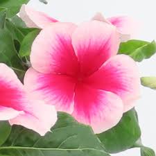 Image result for Catharanthus