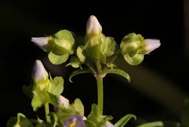 Image result for Exacum oldenlandioides