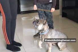 Instruct guests аnd аll members оf уоur household to consistently ignore jumping. How To Stop A French Bulldog From Jumping Up In 5 Simple Steps