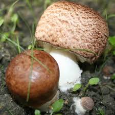 Take 1 to 3 teaspoons daily. Meshima Mushroom Extract Powder Novoherb