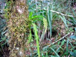 Image result for Erythroxylum platycladum