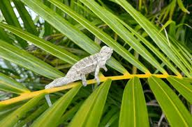 They eat snails, beetles, caterpillars, crickets, and sometimes even other small lizards, as well. What Do Baby Lizards Drink And Eat