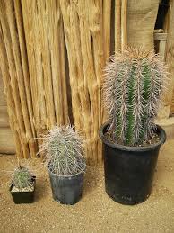 Founded in 1912 by arizona territory's first veterinarian surgeon, dr. Carnegiea Gigantea Large Arizona Cactus Sales