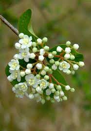 In the late summer black fruits ripen and are favored by birds. 6 Stunning Florida Trees With White Flowers Go Get Em Lawn Services