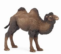 Camels are popular among the arabs in north africa as well as the here are some funny camel names you can choose instead. Papo 50129 Bactrian Camel Animal Figures At Spielzeug Guenstig De