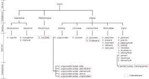 Image result for Vigna comosa