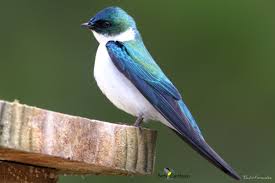 Maybe you would like to learn more about one of these? Birds Caribbean On Twitter Golden Swallow Day 31 Endemic Bird Of The Day Golondrina Verde Free Colouring Page Puzzles Insect Matching Activity For Kids Videos More Gorgeous Bird An