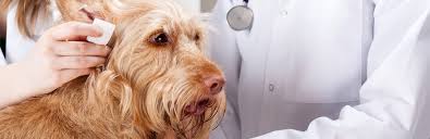 The treatment is surgical to remove the the symptoms of an aural hematoma are obvious. Home Remedies For Dog Ear Infections My Pet Needs That