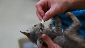 Allivet.com has been visited by 10k+ users in the past month The Sick Cats Do Not Stock Footage Video 100 Royalty Free 29203786 Shutterstock