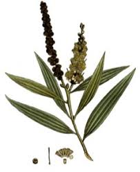 Image result for Melaleuca leucadendron