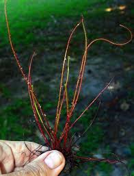 Image result for Ficinia filiformis