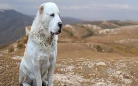 Check out our alabai dog selection for the very best in unique or custom, handmade pieces from our pet collars & leashes shops. Central Asian Shepherd Dog Breed Origin Behavior Trainability Facts Photos Puppy Color