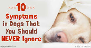 When does it usually happen and why? Never Ignore These 10 Serious Warning Dog Symptoms