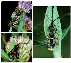 Image result for Phyllonorycter leucographellus