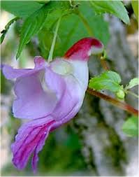 The Most Beautiful Flower In The World Parrot Flowers Naver Blog Unusual Flowers Strange Flowers Beautiful Flowers