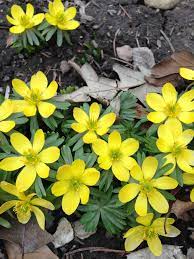 Spring Aconite Blooming At Riverplace Plants Bloom Great Places