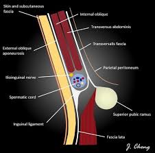 We think this is the most useful anatomy picture that you need. Inguinal Canal Radiology Reference Article Radiopaedia Org