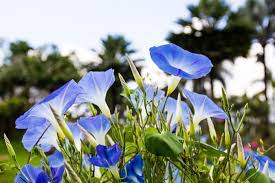 Morning Glory Flower Meaning In Marathi Best Flower Wallpaper