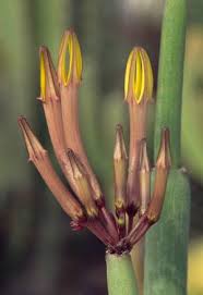 Image result for Ceropegia ringoetii