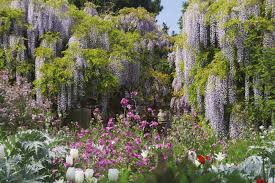 Wisteria At Hermannshof Weinheim Garten Pflanzen Fruhlingsgarten Aussichtsturm