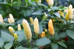 Image result for can you eat capsicum annuum ornamental pepper
