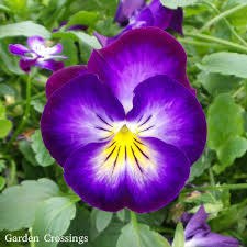We compiled 62 purple flowers and their care instructions. Viola Halo Violet Buy Violet Perennials Online Violet Plant Purple Perennials Violet Flower