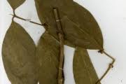 Image result for Belonophora coffeoides