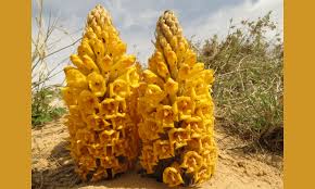 Image result for Cistanche