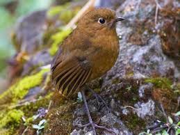 Image result for Jamesbrittenia albobadia