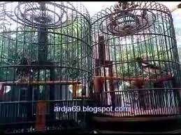 Dipublikasikan 22 januari 2021decu kembang gacor berisi tayangan burung decu kembang yang gacor dor. Suara Burung Punglor Merah Disco