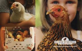 Maybe you would like to learn more about one of these? 2020 Catalog Archives Murray Mcmurray Hatchery Blog
