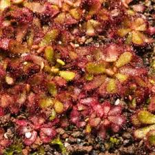 Image result for Drosera burkeana