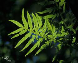 Image result for Erythrophysa