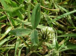 Image result for Trifolium squarrosum